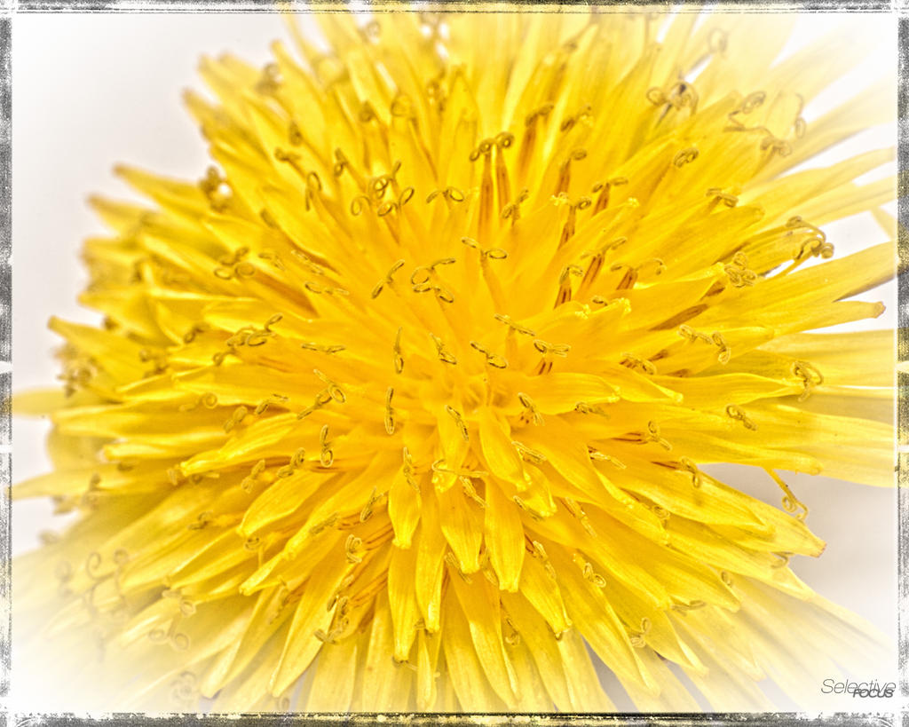 MacroFlower3.jpg