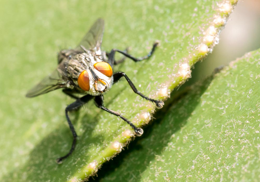 Macro's-1-3.jpg