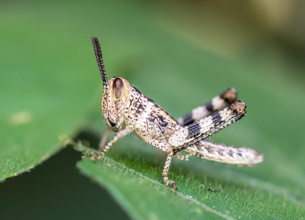 Macro's-1-4.jpg