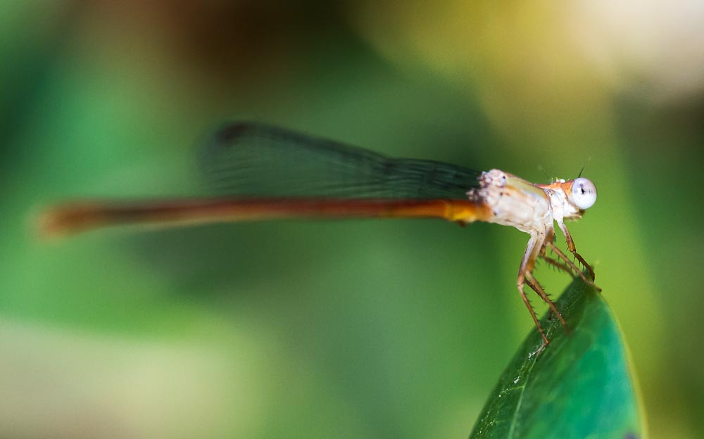 Macro's-1-5.jpg