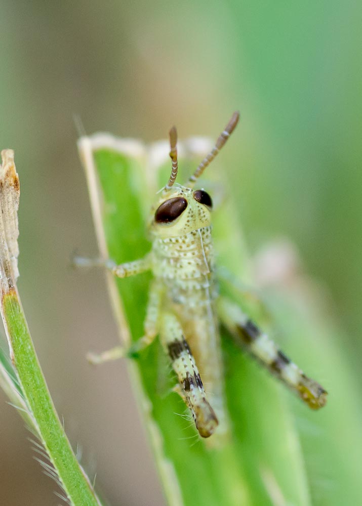 Macro's-1.jpg