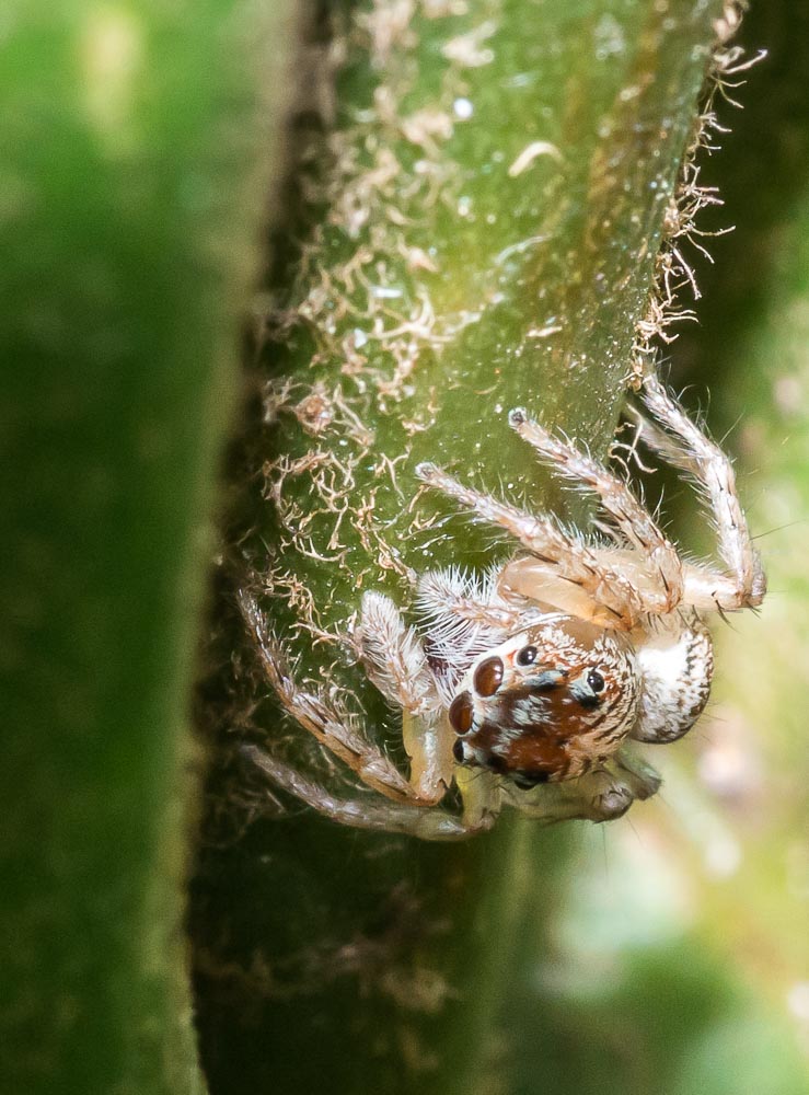Macro's-12.jpg