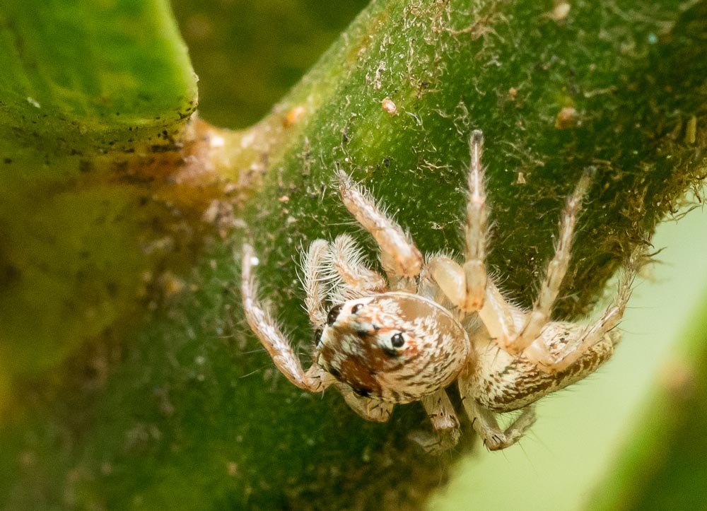Macro's-14.jpg