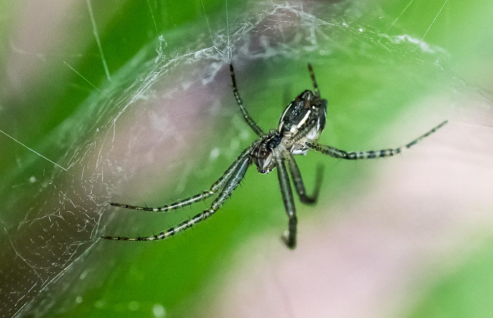 Macro's-2-2.jpg