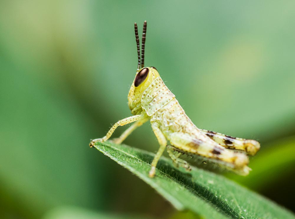 Macro's-3-2.jpg