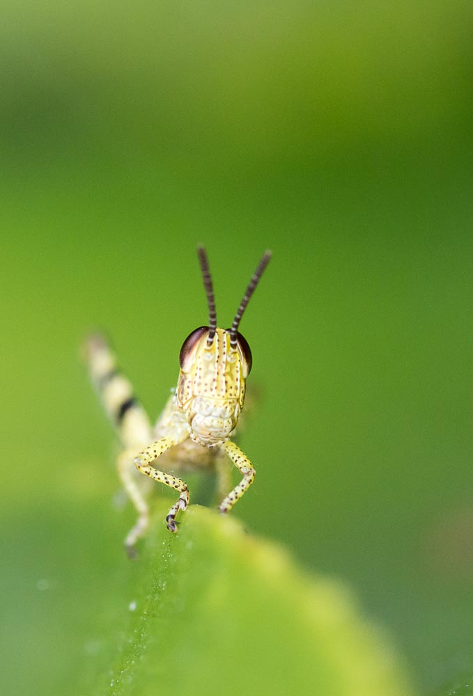 Macro's-4.jpg