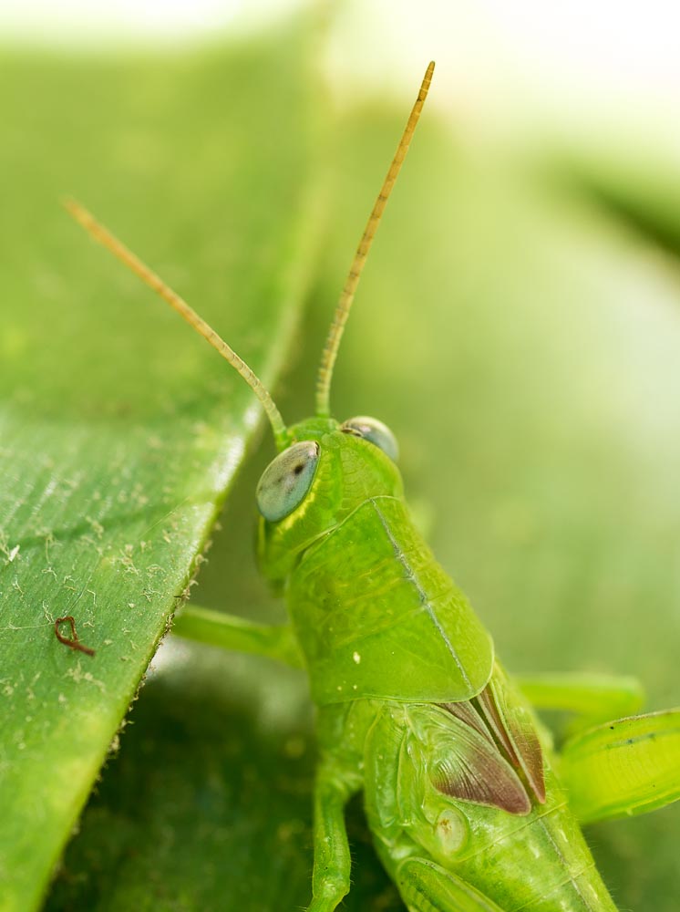 Macro's-6.jpg