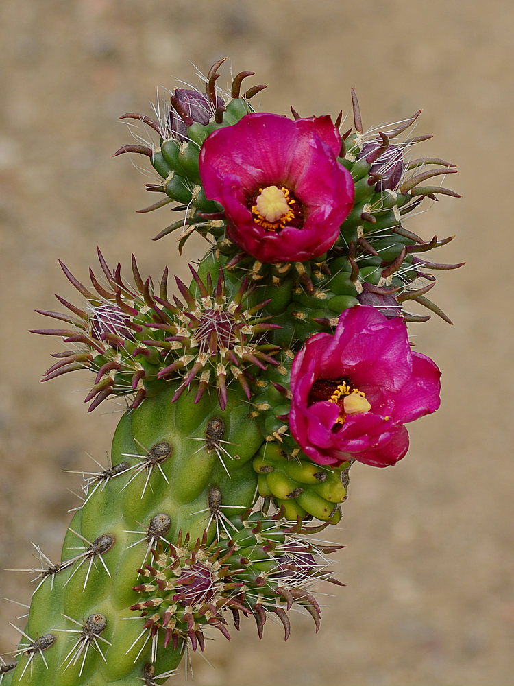 MagentaCactusFlower.jpg