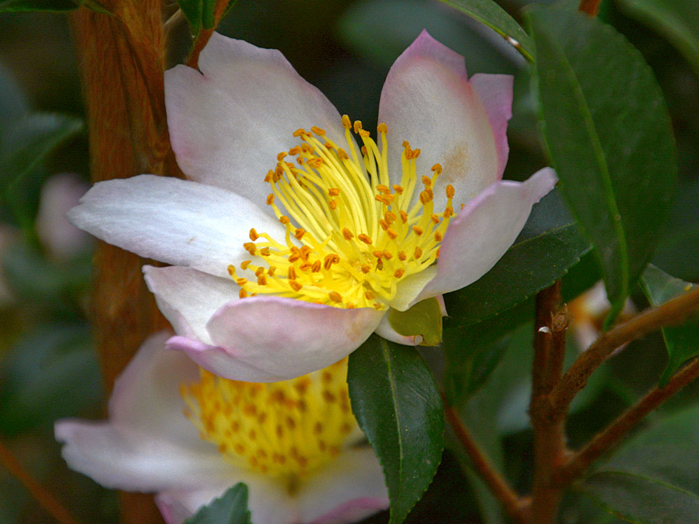 Magnolia.jpg