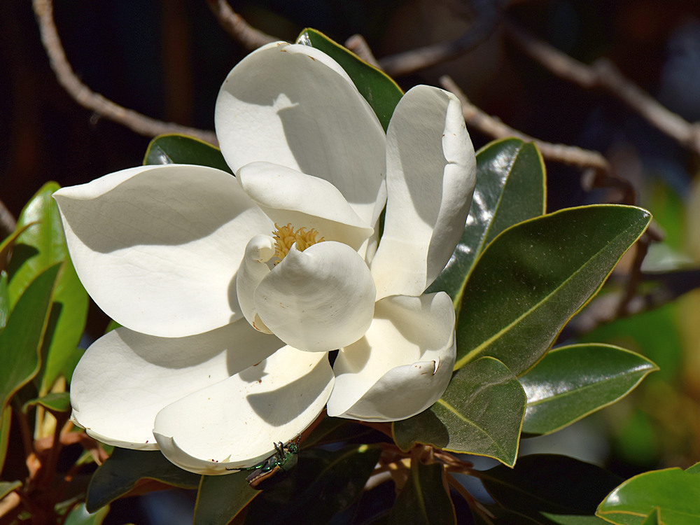 Magnolia.jpg