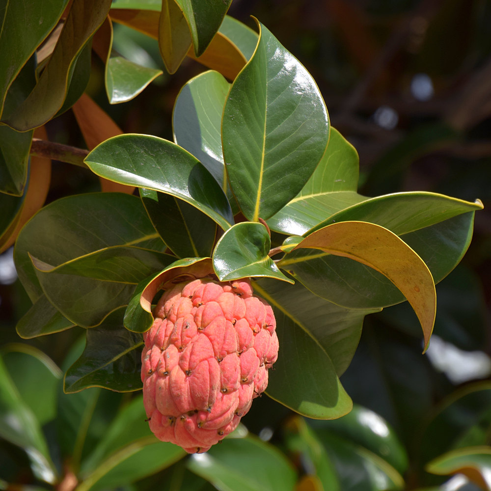 Magnolia.jpg
