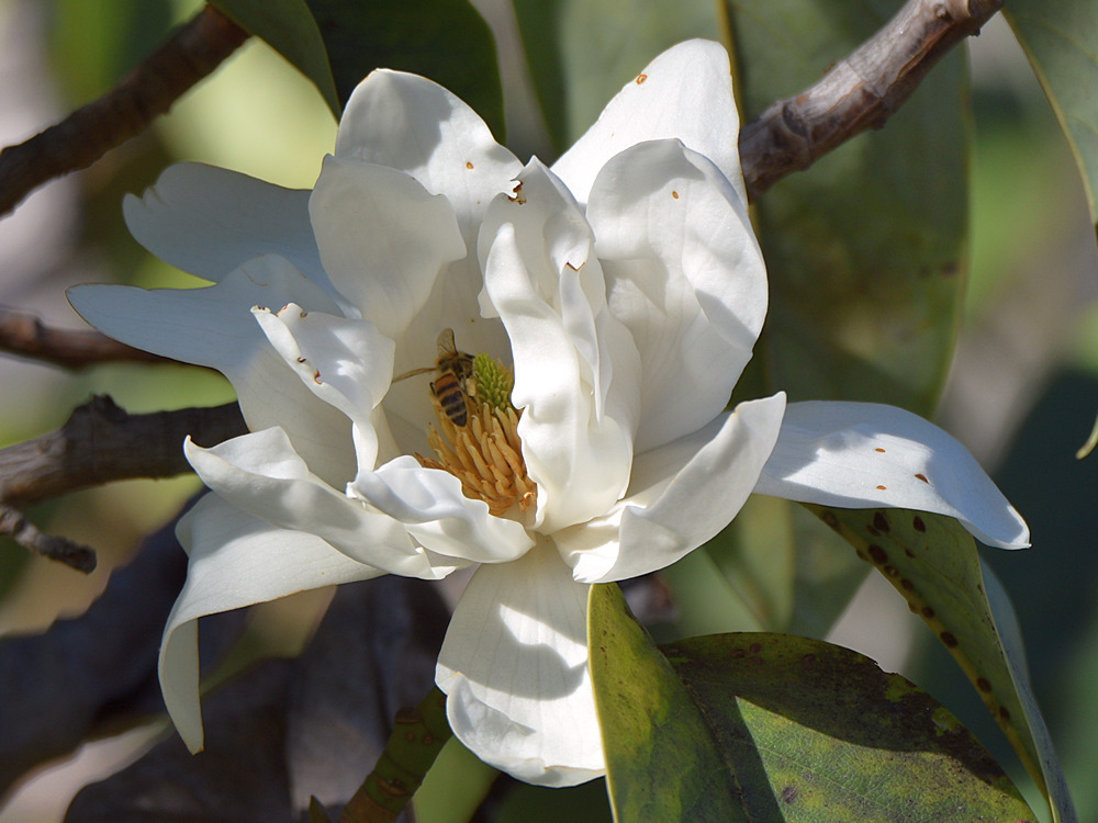 Magnolia.jpg