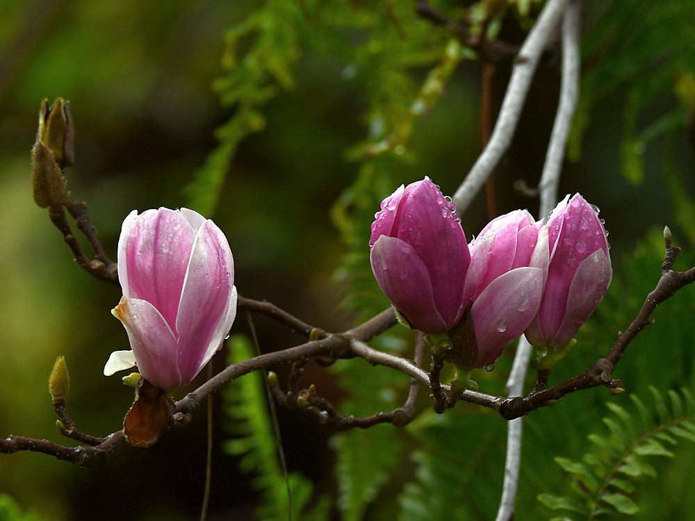 Magnolia.jpg