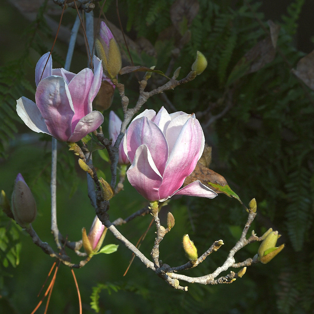 Magnolia.jpg