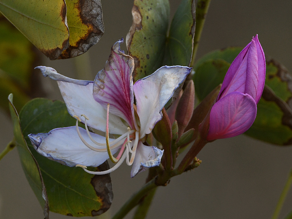 Magnolia.jpg