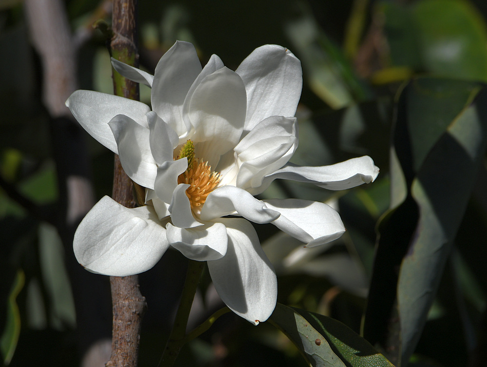 Magnolia.jpg