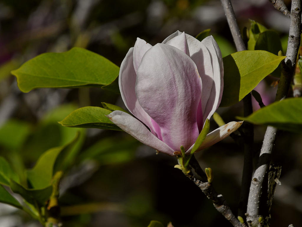Magnolia.jpg
