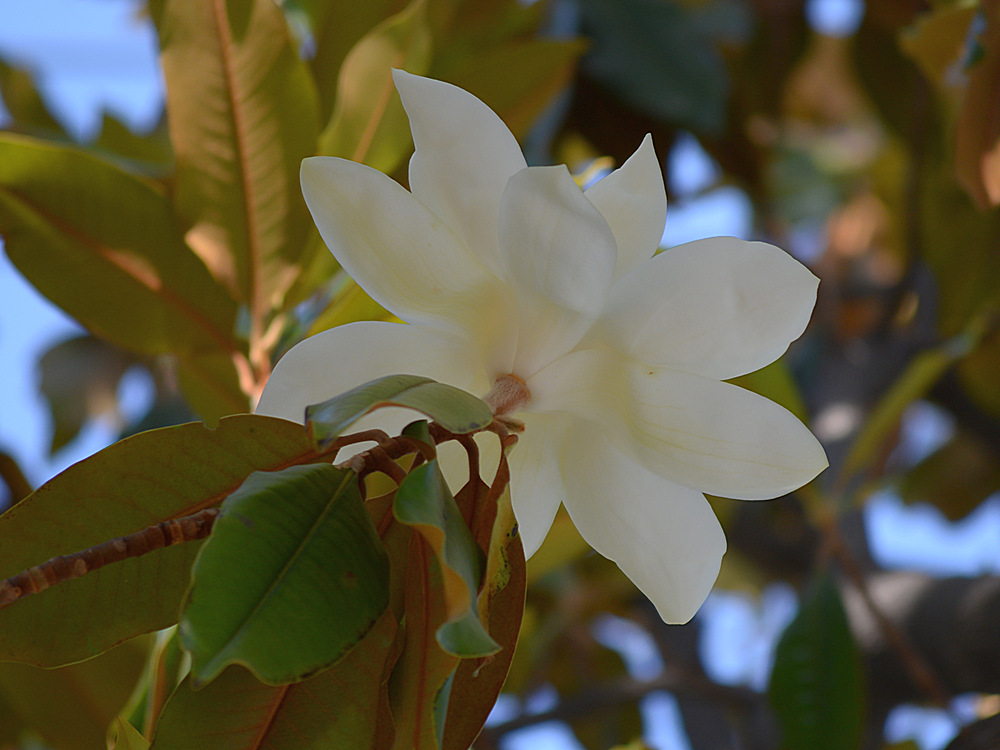 Magnolia.jpg