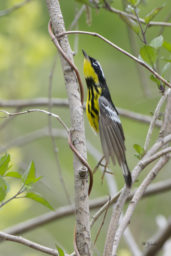 Magnolia warbler in flight sm.jpg