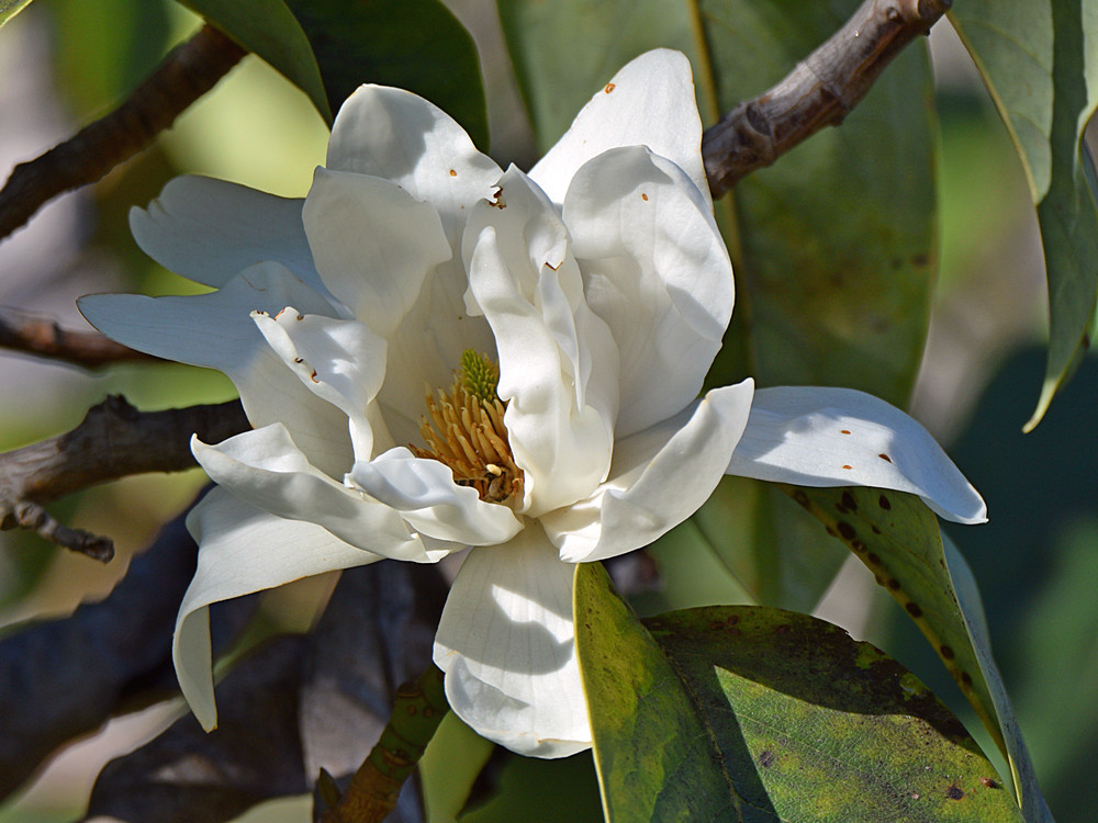 Magnolia2.jpg
