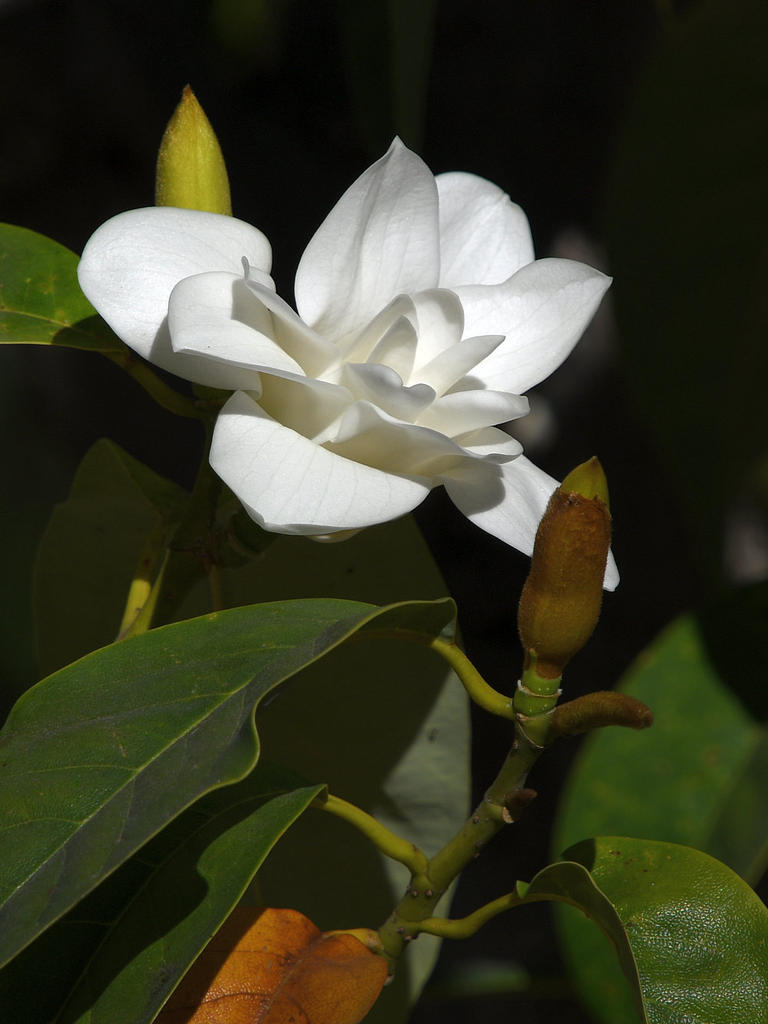 Magnolia2.jpg