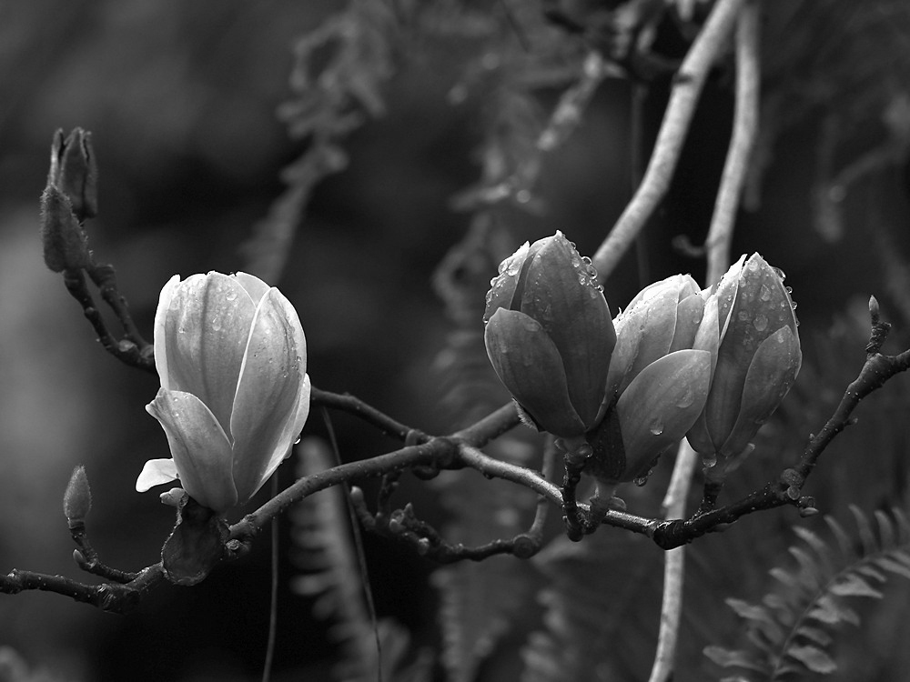 MagnoliaBW.jpg