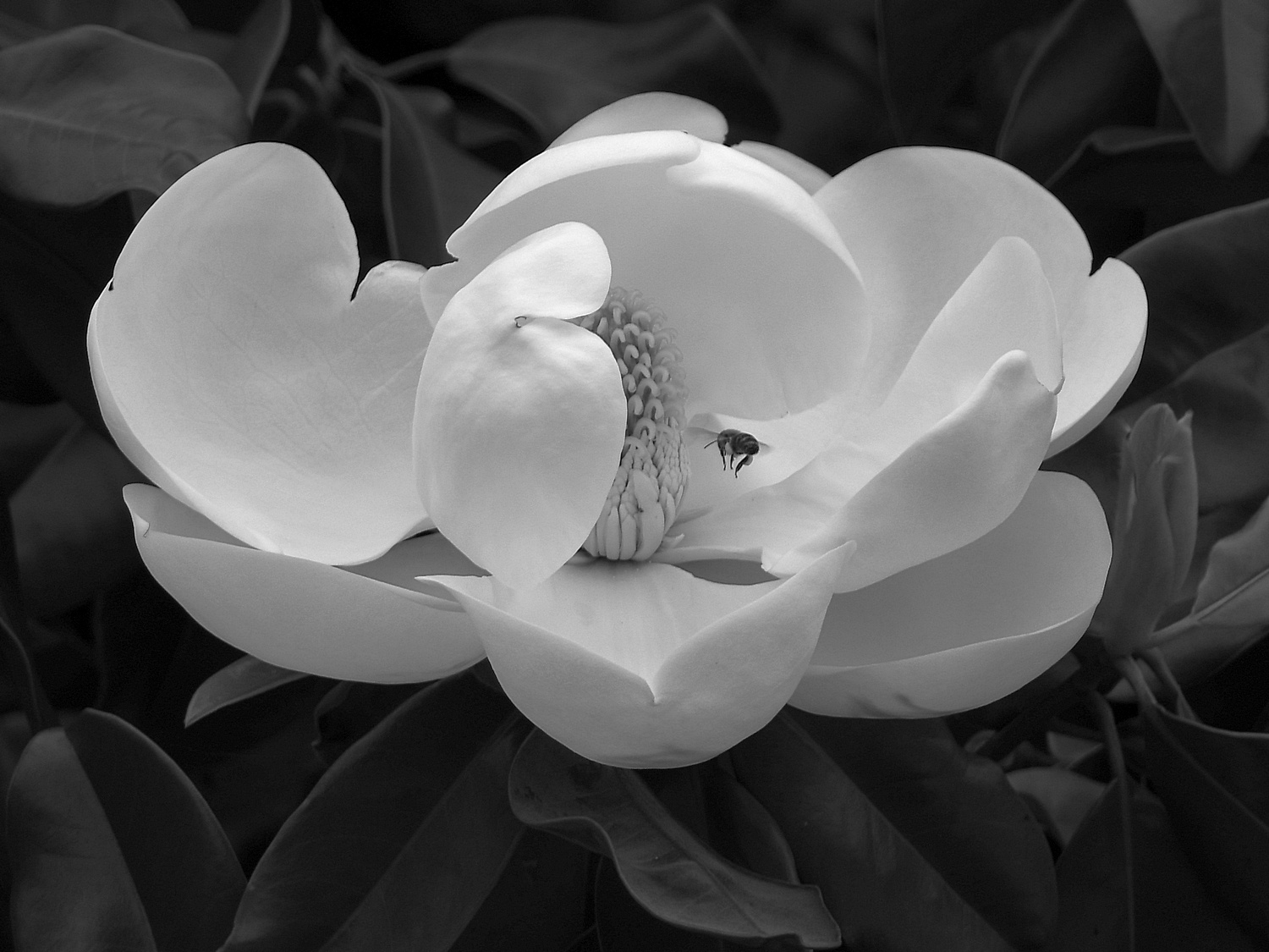 MagnoliaBW.jpg