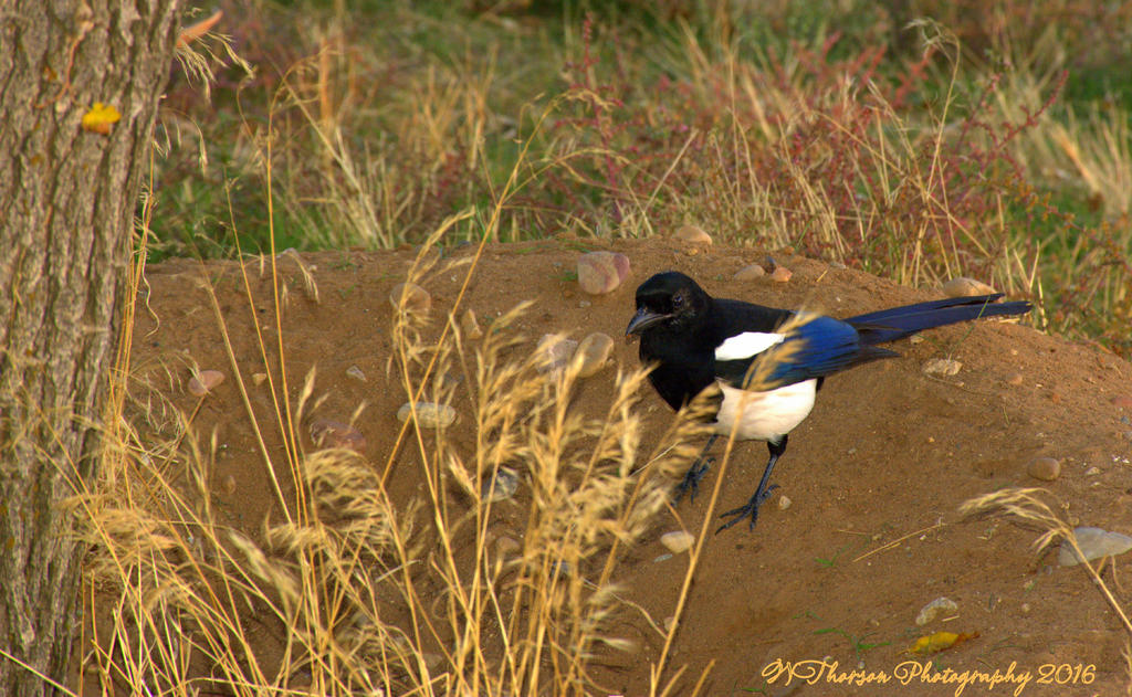 Magpie 10-26-2016.jpg
