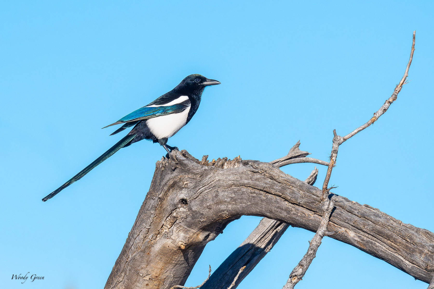 Magpie-466.jpg
