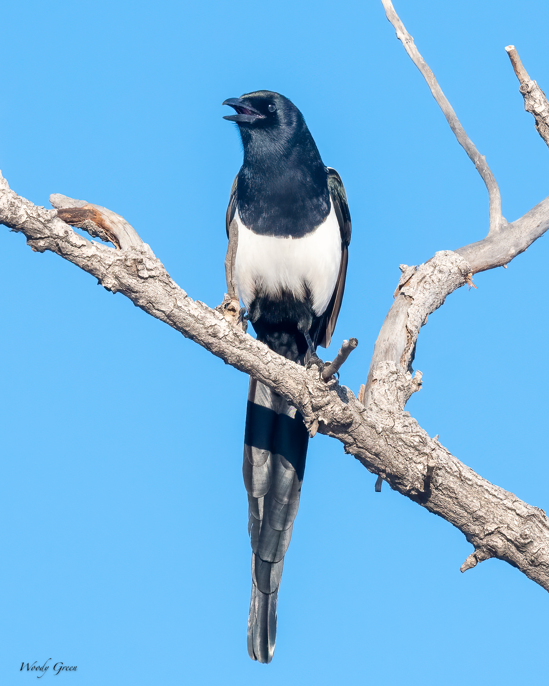 Magpie-535.jpg