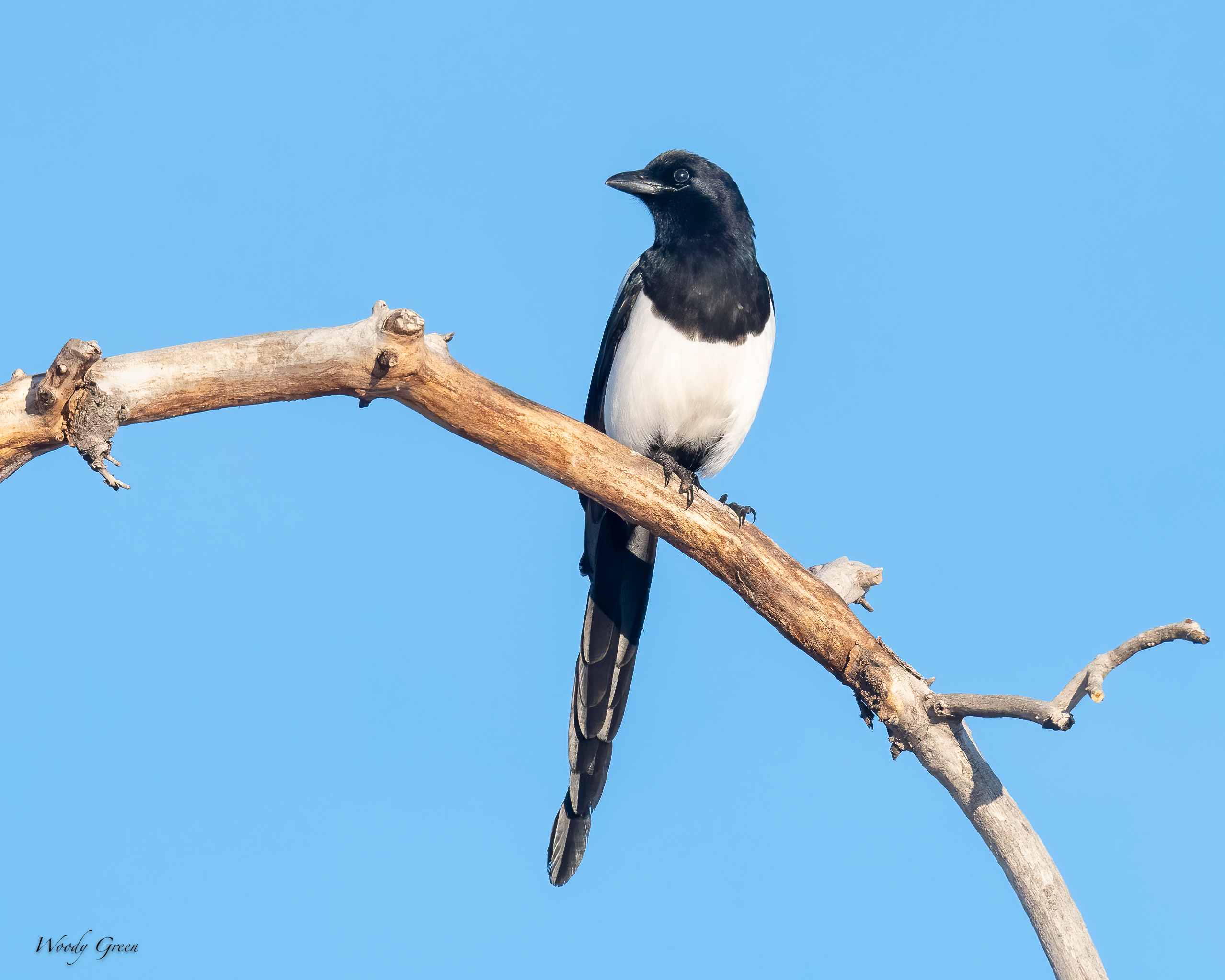 Magpie-536.jpg