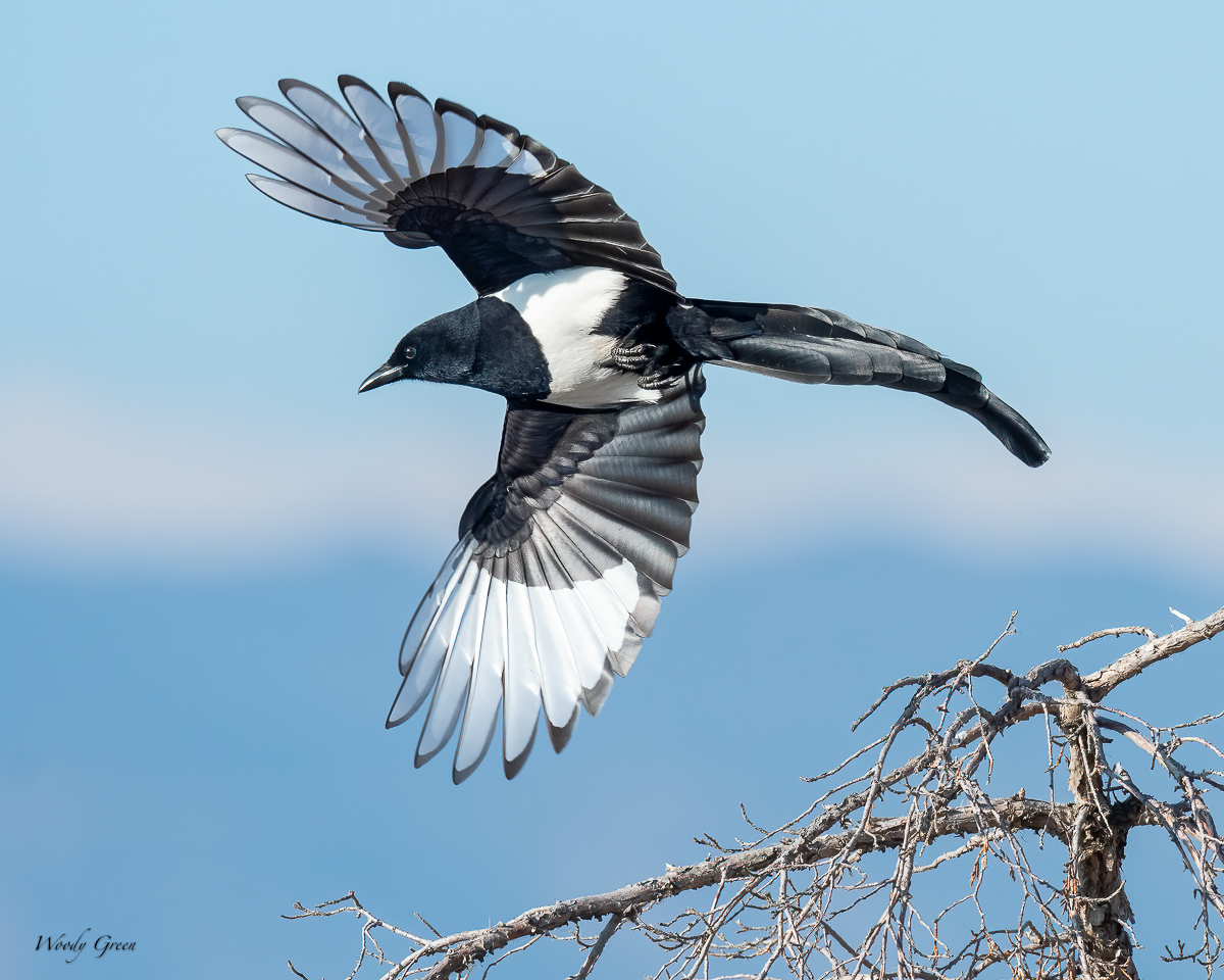 MagpieTakeoff-213.jpg