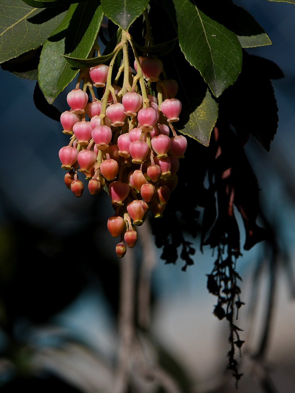 Mahonia.jpg