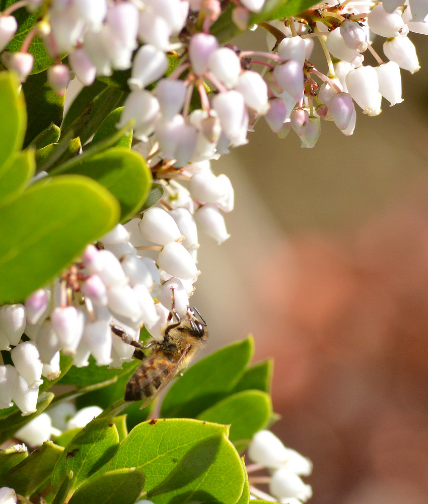 Mahonia.jpg