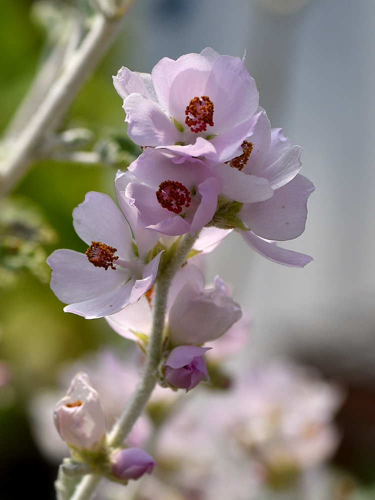 Malacothamnus.jpg