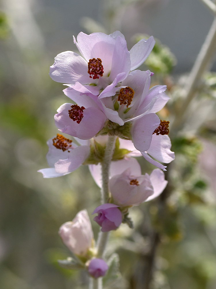 Malacothamnus2.jpg