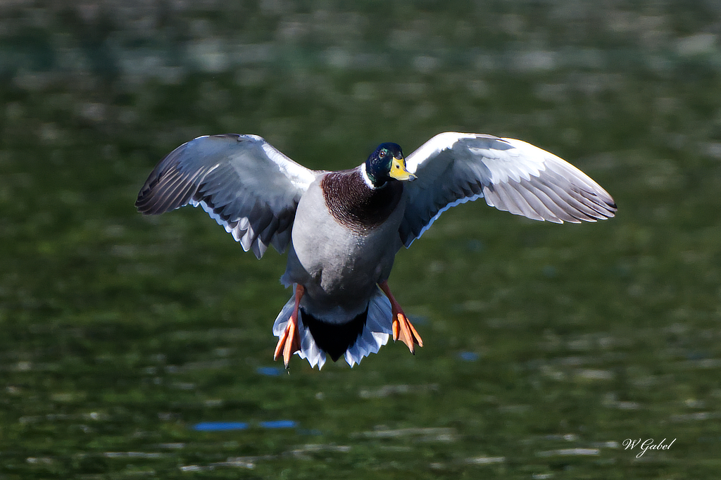 Malard coming in sm.jpg