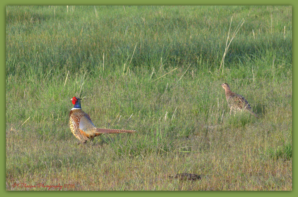 Male and Female Pheasant 4-24-2016.jpg