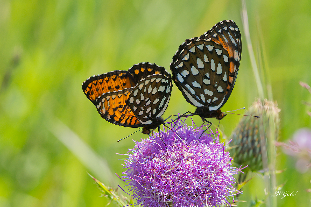 Male female fritillary  2 sm.jpg