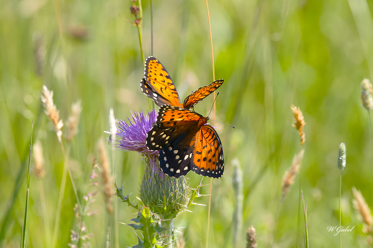 Male female fritillary sm.jpg