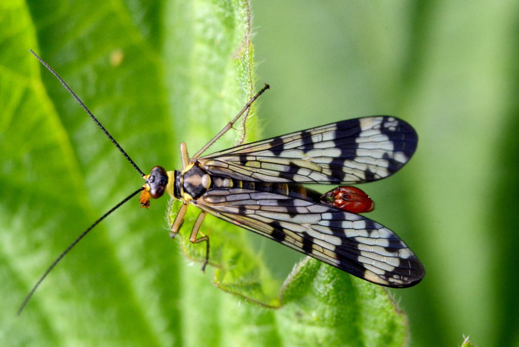 Male Scorpion Fly.jpg