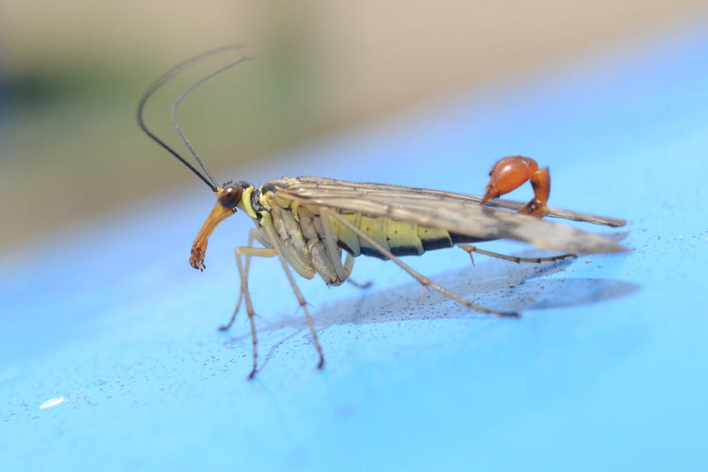 Male Scorpion Fly2.jpg