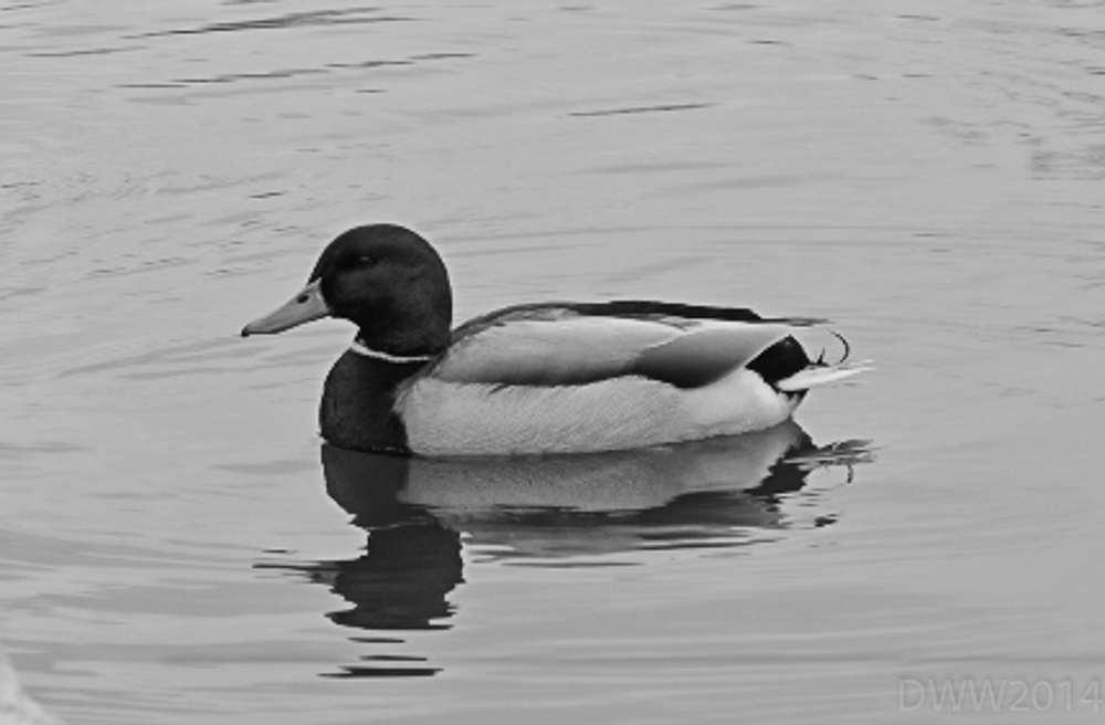Mallard 2 (1 of 1).jpg