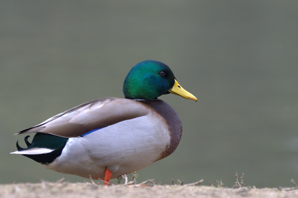 Mallard 500_0640 Topaz Plugin.jpg