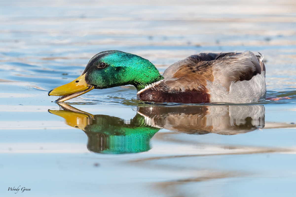 Mallard-649.jpg
