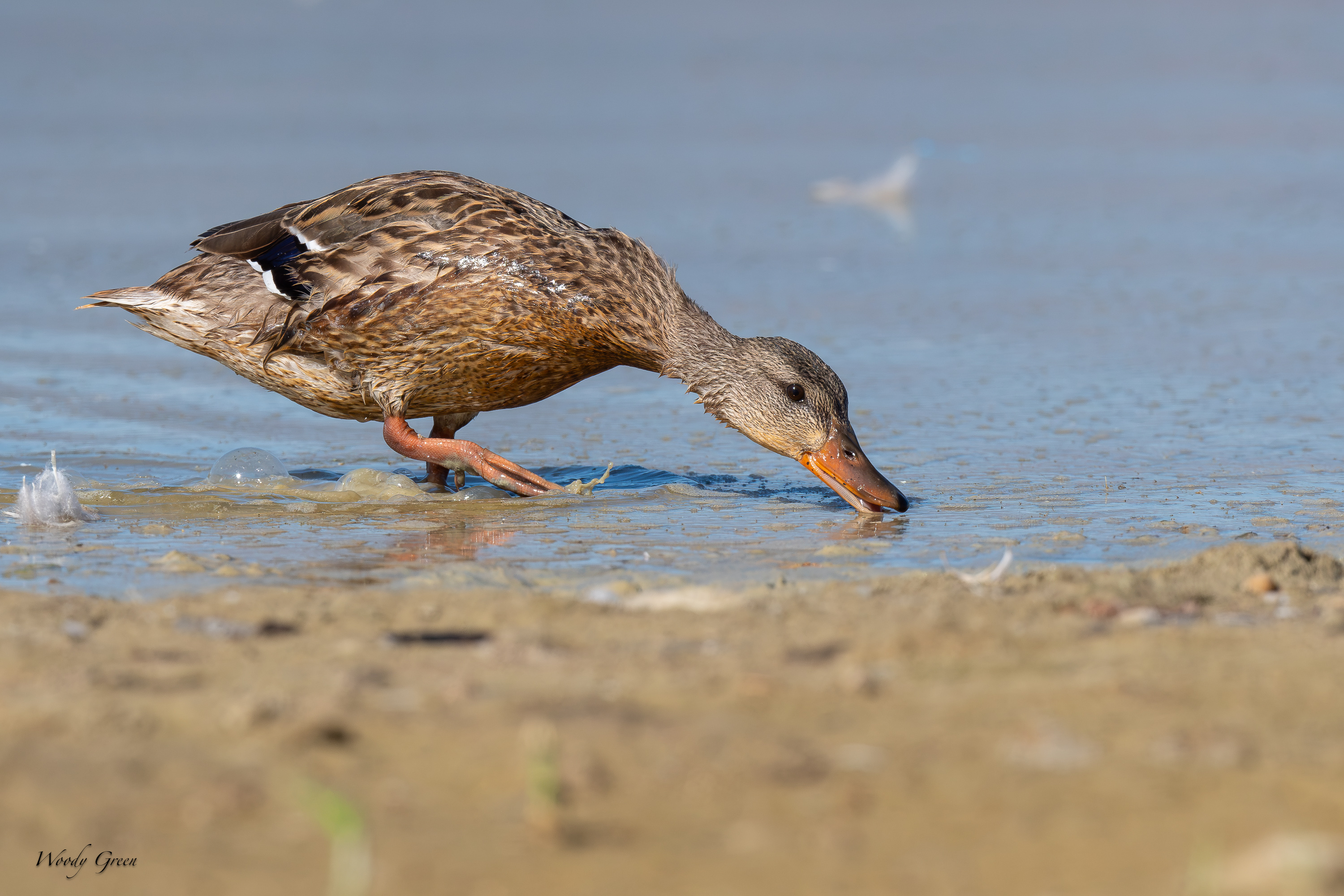 Mallard-725.jpg
