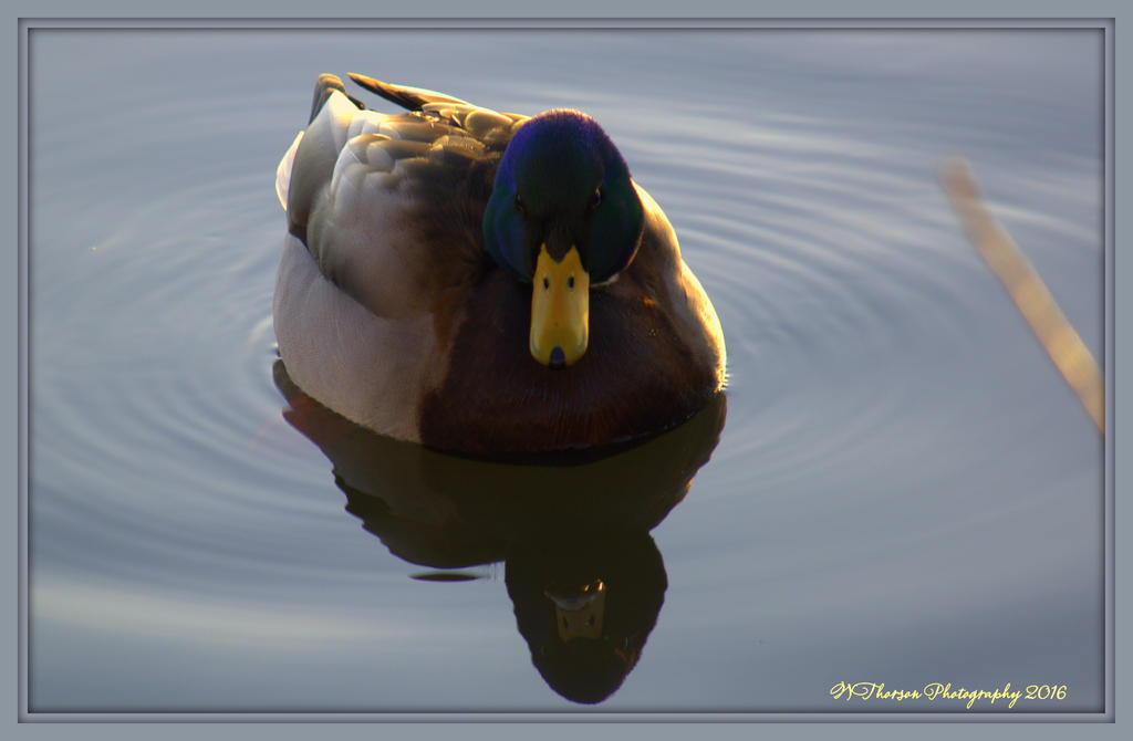 Mallard Duck 1-25-2016.jpg