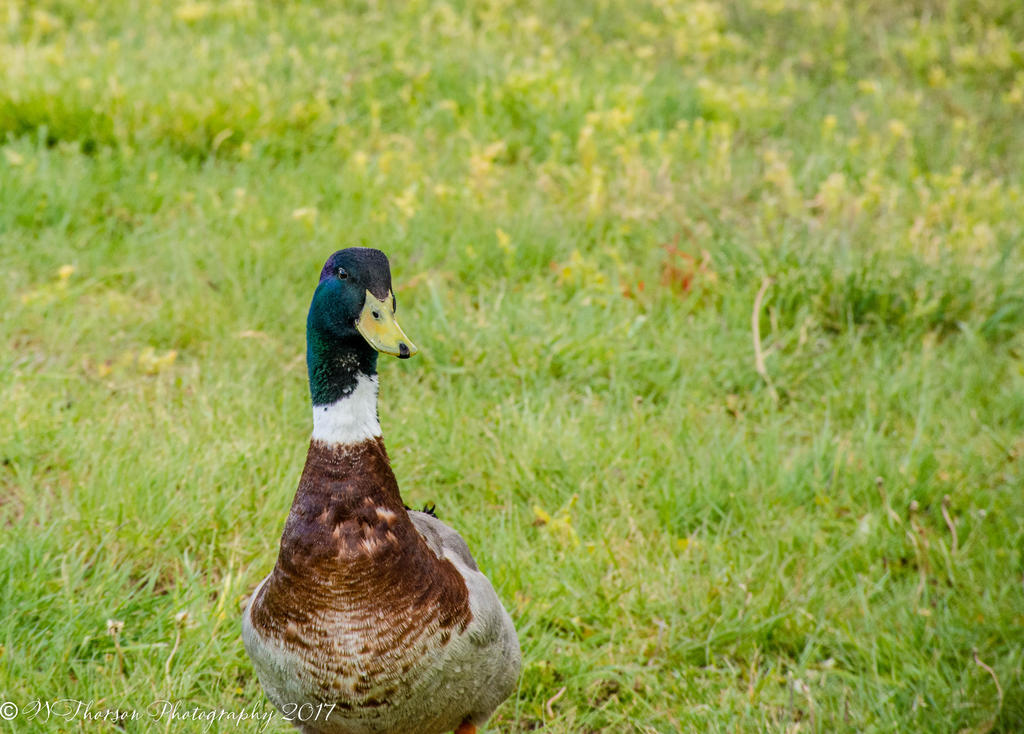 Mallard Duck  5-17-2017.jpg
