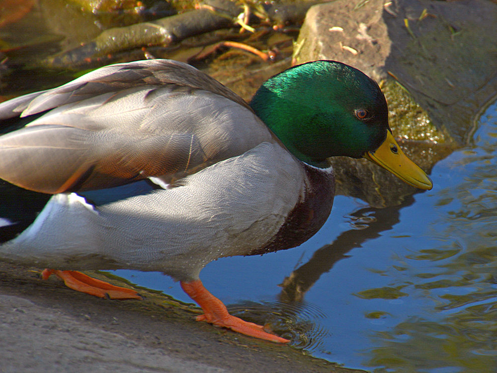 Mallard.jpg