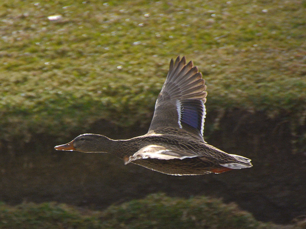 Mallard.jpg